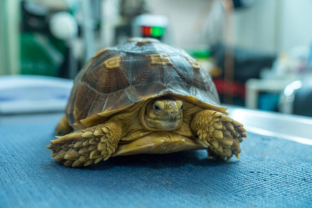 Les tortues sont des animaux exotiques. Tortue sulcata ou tortue africaine. Un vétérinaire examine une tortue dans une clinique vétérinaire. - Photo, image