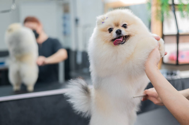 A woman makes a pomeranian haircut with scissors. Spitz dog in a grooming salon - Foto, Bild