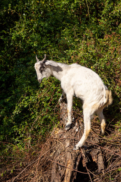 černá, bílá a hnědá koza šplhající na kládu jíst měkkou trávu venku - Fotografie, Obrázek