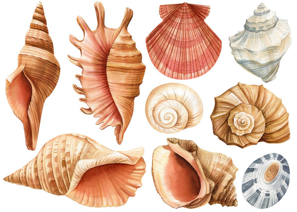 Aquarel schelpen set geïsoleerde witte achtergrond. Handgetekende illustratie. Collectie realistische zee shell voor ontwerp. Hoge kwaliteit illustratie - Foto, afbeelding