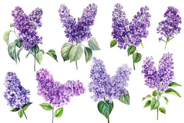 Lilac flowers set on white isolated background, watercolor botanical painting, floral elements. Violet flower. High quality illustration - Photo, Image