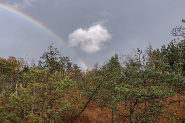 Young pine forest with a rainbow. Reforestation concept in. Trakai historical national park, botanical zoological reserve. - Φωτογραφία, εικόνα