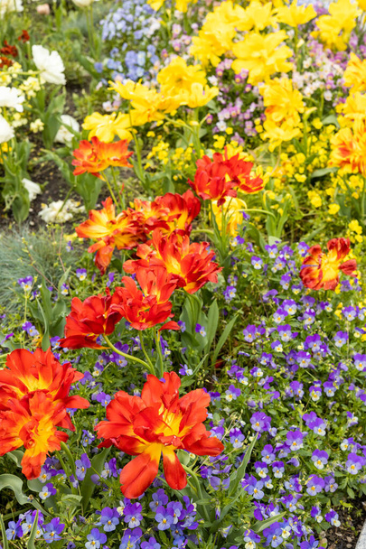 Kaunis kukkapenkkiin kukkivat kevään kukkia, lähinnä tulppaanit ja orvokit, pystysuora kuva, lähikuva - Valokuva, kuva