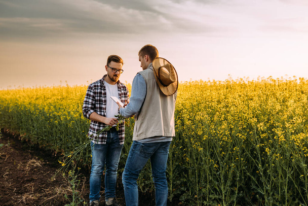 Two inspectors are working in a field and inspecting oilseed rape using technology. - Foto, afbeelding