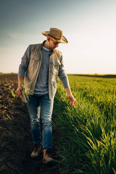 A man with a leghorn walks across the field and touches crops. - Φωτογραφία, εικόνα