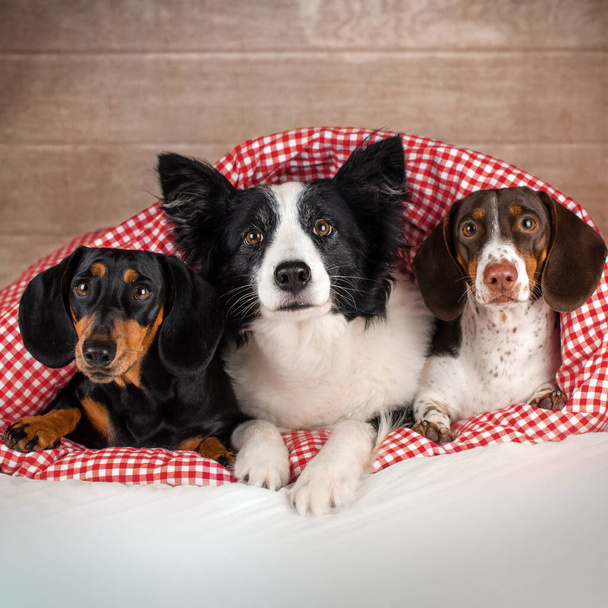 dachshund and border collie dogs cute home pet pictures - Foto, imagen