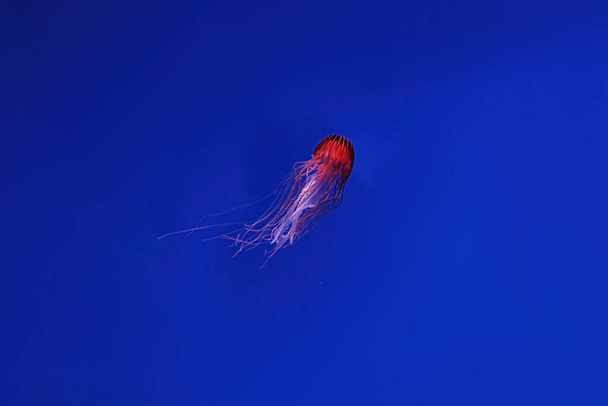 Tiro macro Chrysaora pacifica subaquático de perto - Foto, Imagem