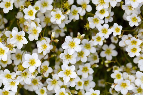 Floraciones de un saxifraje surcado, Saxifraga exarata - Foto, imagen