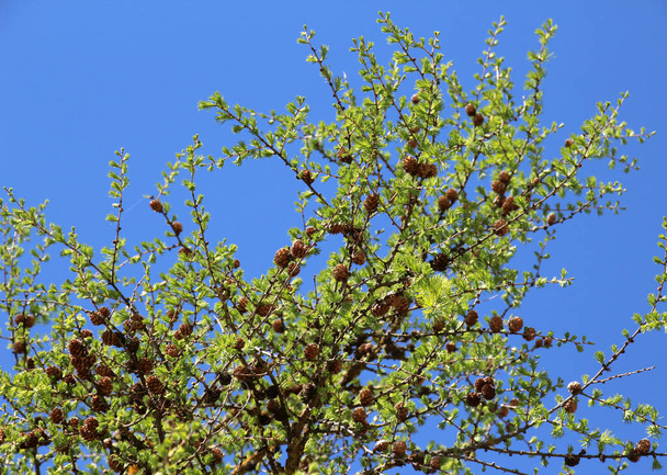 Avrupa 'nın genç bahar dalları (Larix desidua) - Fotoğraf, Görsel
