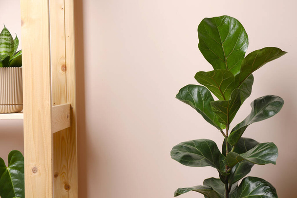 Beautiful ficus and houseplants in pots near beige wall - Photo, Image