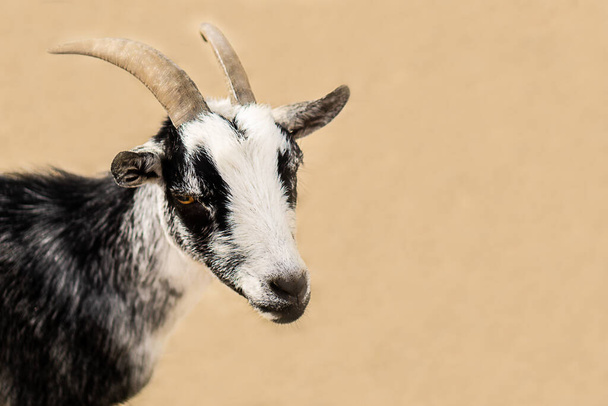 Portrait of a goat on a farm in the village. High quality photo - Fotoğraf, Görsel