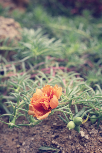 Orangenblüte - Foto, Bild