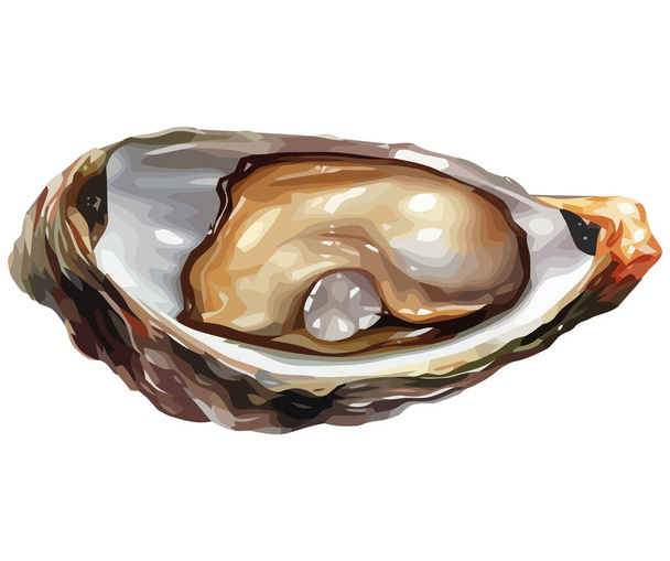 Fresh oyster vector illustration over white - Vektori, kuva
