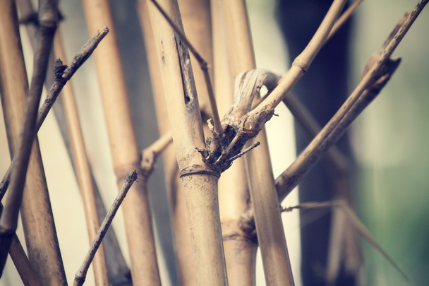 bamboe boom - Foto, afbeelding