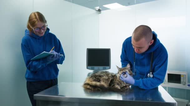 Weterynarze sprawdzają stan zębów kotów Maine Coon w klinice weterynaryjnej. Profesjonalny lekarz weterynarii mężczyzna dostarczanie notatek i leków na receptę do asystentki kobiety w kotów nominacji 4K - Materiał filmowy, wideo