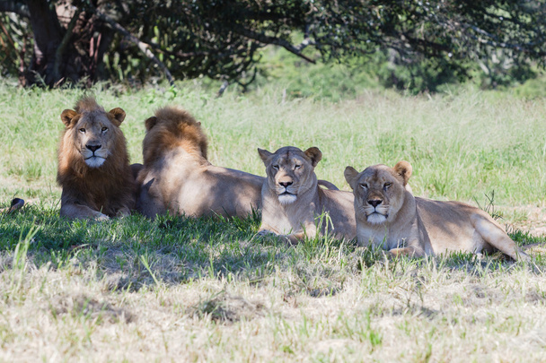 Leijonien villieläimet
 - Valokuva, kuva