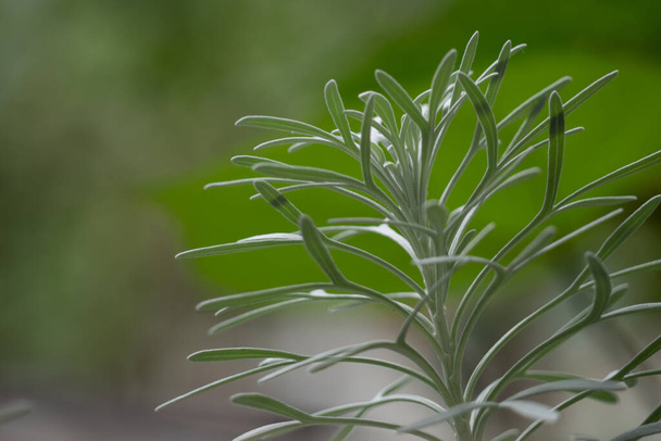 Silver detailed leaves of Crossostephium chinense - Photo, Image