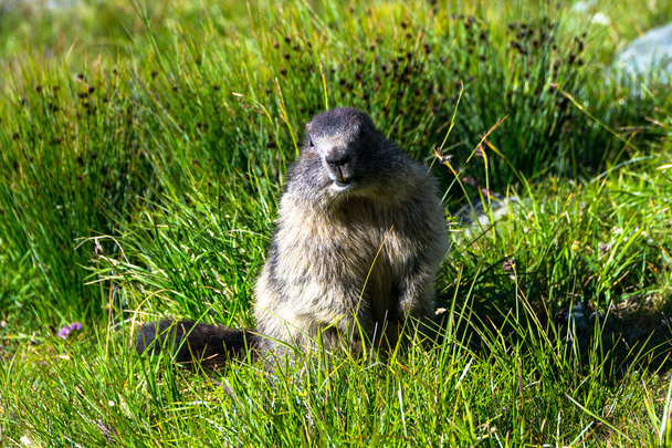 Marmotte debout sur les pattes arrière dans l'herbe
 - Photo, image