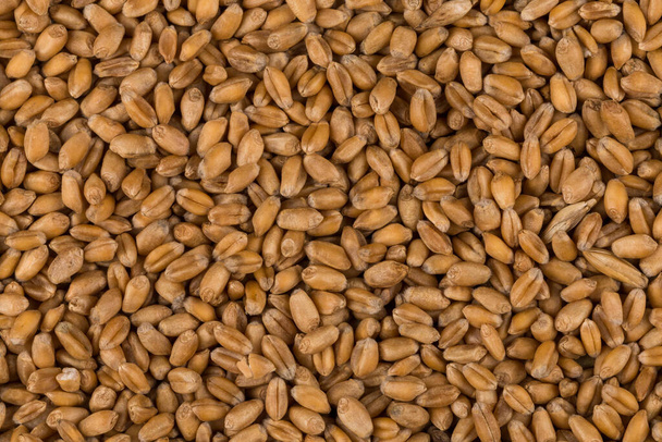 whole background of raw wheat grain closeup - Foto, Imagem