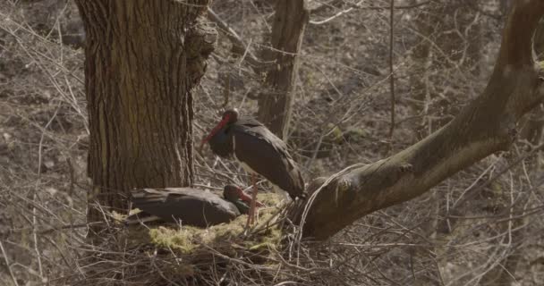 Deux cigognes noires - Ciconia Nigra Grand oiseau noir dans une forêt printanière - Séquence, vidéo