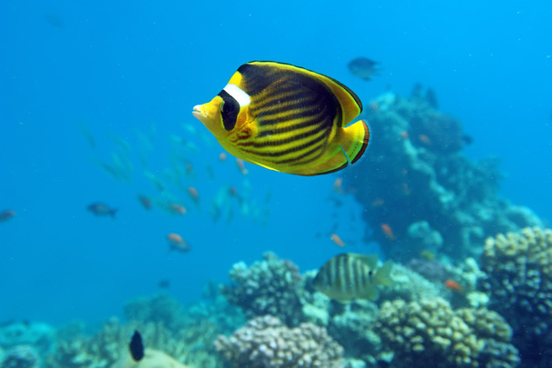Diagonal Butterfly fish - Photo, Image