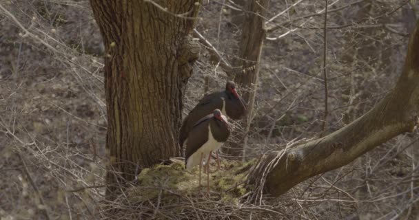 Két fekete gólya - Ciconia Nigra Nagy fekete madár a tavaszi erdőben - Felvétel, videó