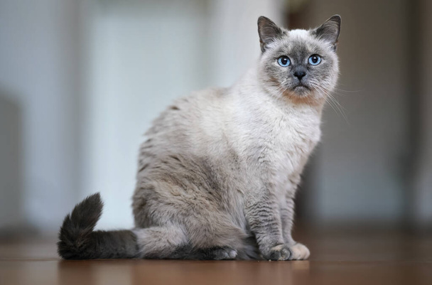 Older gray cat with piercing blue eyes, sitting on wooden floor, shallow depth of field photo - Фото, изображение