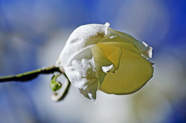 nuppu-magnolia
 - Valokuva, kuva