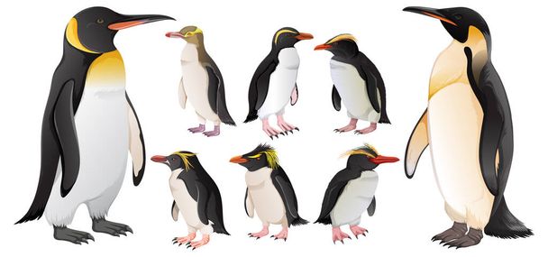 さまざまな種類のペンギンのイラストのセット - ベクター画像