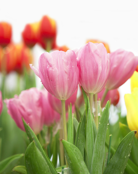 Tulipanes rosados floreciendo
 - Foto, imagen