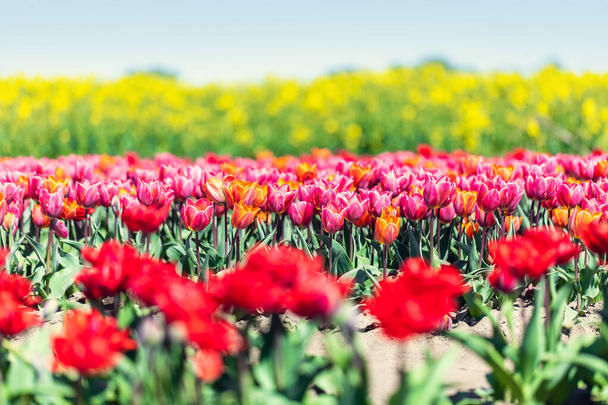 Campo de flores de tulipán en primavera. Colorida primavera. - Foto, imagen