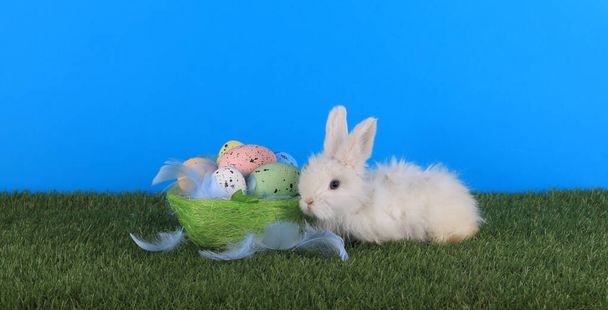 живые белые кролики и цветные пасхальные яйца - Фото, изображение