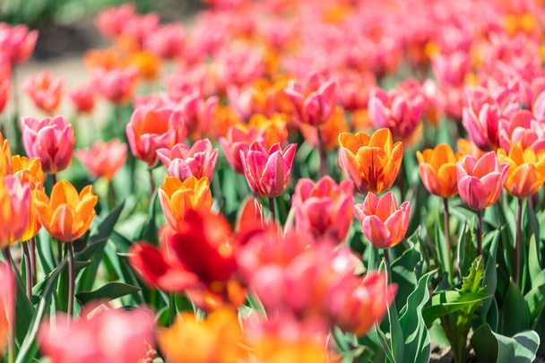 Flores de campo de tulipán en flor en primavera. Colorida primavera. - Foto, imagen