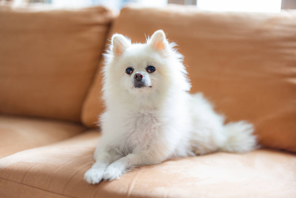 Pommerscher Hund setzt sich aufs Sofa - Foto, Bild