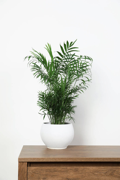 Potted chamaedorea palm on wooden table near white wall. Beautiful houseplant - Foto, Bild