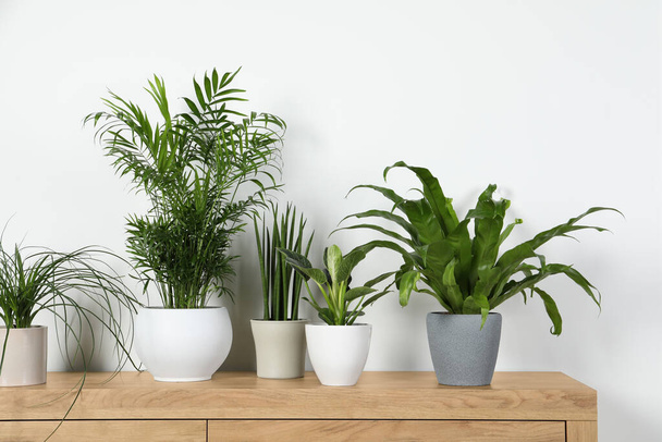 Many different houseplants in pots on wooden chest of drawers near white wall - Фото, изображение