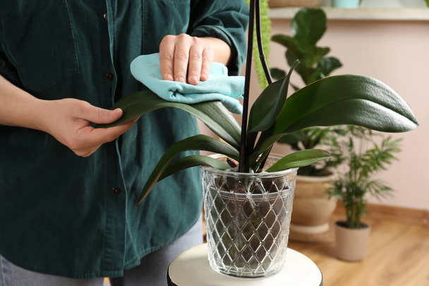 Woman wiping houseplant's leaves with cloth indoors, closeup - Foto, Imagem