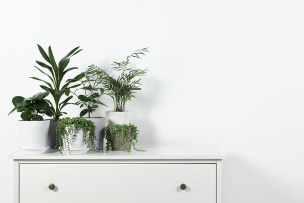 Beautiful green potted houseplants on white chest of drawers indoors, space for text - Foto, Bild