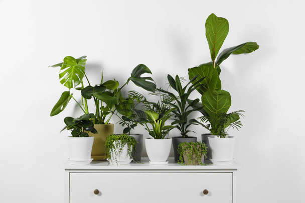 Muchas hermosas plantas de interior en maceta verde en la cómoda blanca en el interior - Foto, Imagen