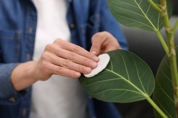 Woman wiping leaves of beautiful houseplant with cotton pad on blurred background, closeup - Φωτογραφία, εικόνα