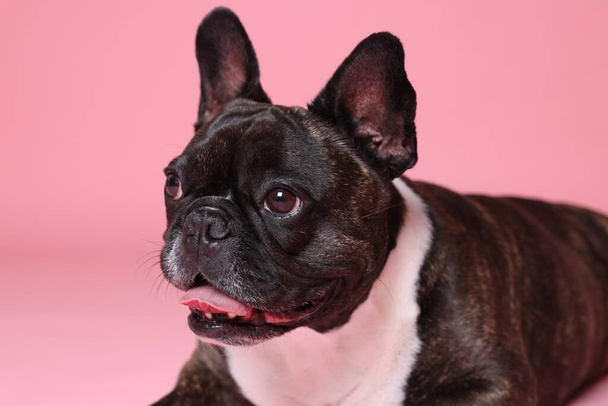 Adorable French Bulldog on pink background. Lovely pet - Zdjęcie, obraz