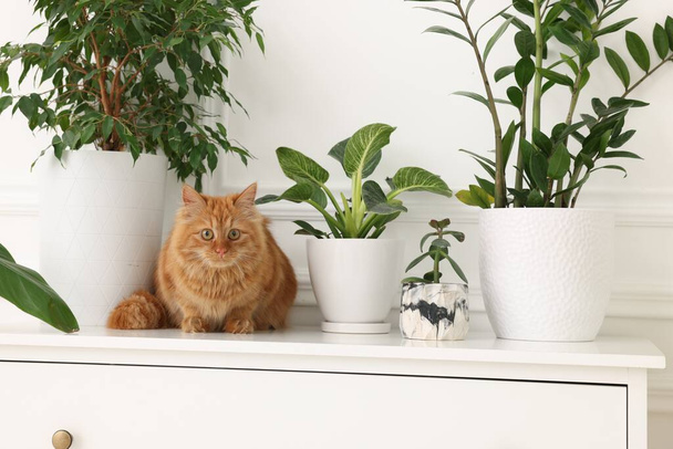Schattige kat in de buurt van groene kamerplanten op ladekast thuis - Foto, afbeelding