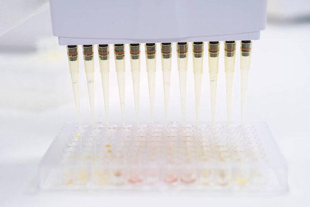 Wissenschaftler verwendet Mehrkanal-Pipettenspender, um Flüssigkeit in Glasröhren auf Holztisch zu gießen. Arbeiter führt Urintest in wissenschaftlichem Labor durch - Foto, Bild