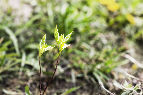 Elgantissimaの緑の葉を緩めた若い苗木を植えます。ヘッジ - 写真・画像