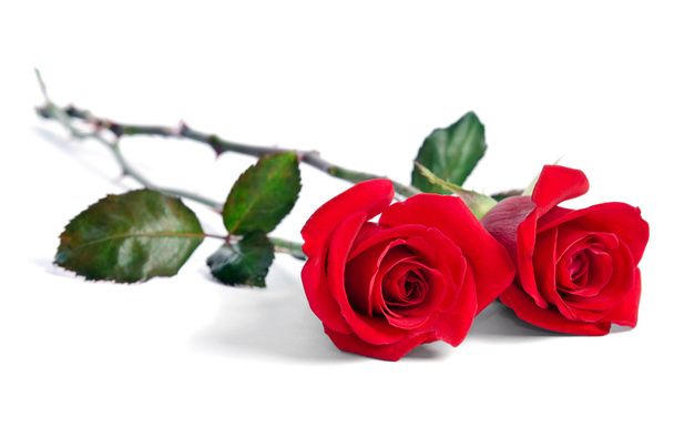 two beautiful red roses isolated on white background - Fotografie, Obrázek