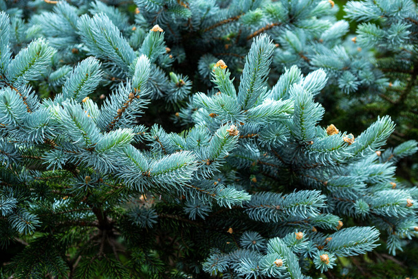 Beautiful spruce of picea pungens in spring. - Fotó, kép