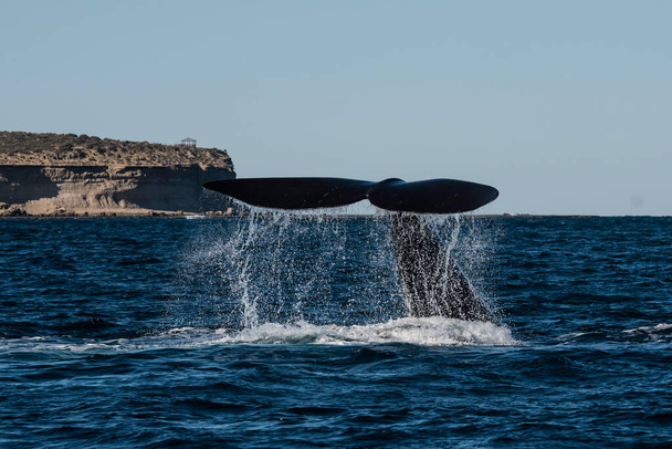Cola de ballena franca Sohutern lobtailing, especies en peligro de extinción, Patagonia, Argentina - Foto, Imagen