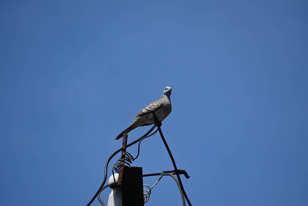 Tortuga descansa sobre alambre eléctrico con un cielo azul claro en el fondo - Foto, Imagen