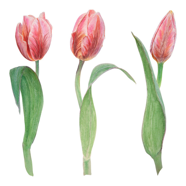 Watercolor realistic botanical illustration of pink tulip isolated on white background for your design, wedding print products, paper, invitations, cards, fabric, posters, card for Mothers day, March - Fotoğraf, Görsel