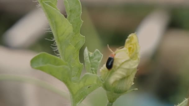 シンクレア・デイ。テントウムシやテントウムシは、芽吹くカボチャの花に触角を揺らします。背景がぼやけている。マクロビデオ. - 映像、動画